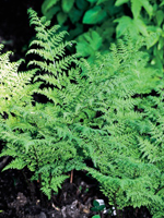 Hardy Fern Dryopteris austriaca 'Crispa Whiteside'